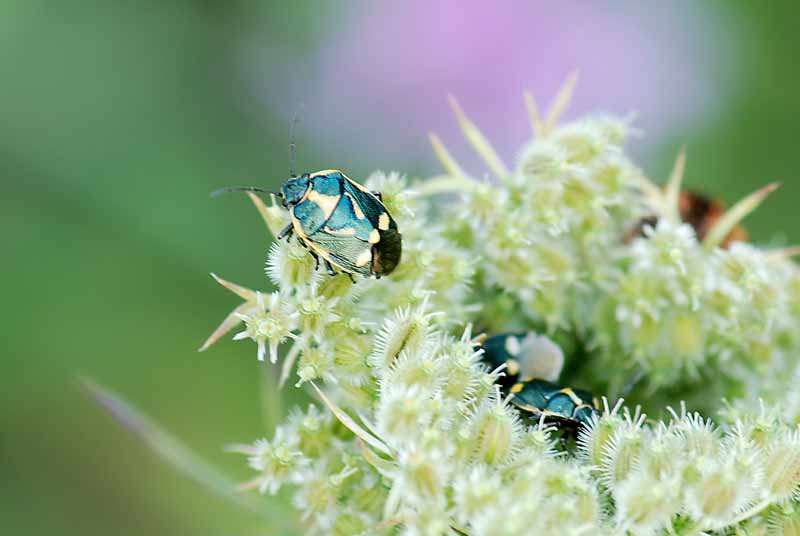 Eurydema oleracea